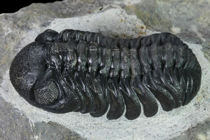 Nice, Austerops Trilobite - Visible Eye Facets #165900